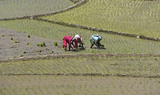 Landless Farmers Not Covered Under BJP's Pradhan Mantri Kisan Samman Nidhi Scheme