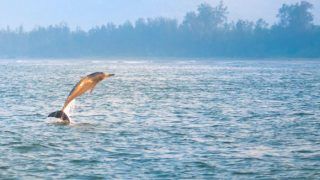 It's Time to Conserve The Natural Habitat of Indus River Dolphins