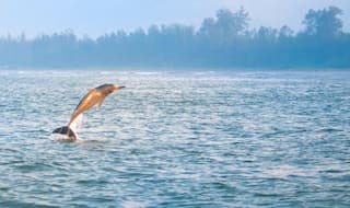 It's Time to Conserve The Natural Habitat of Indus River Dolphins