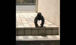 Crow or Gorilla: This Video Has Left The Netizens Divided, You Decide What it is!