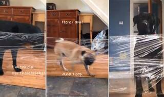 Invisible Challenge: People Prank Their Dogs With Cellophane