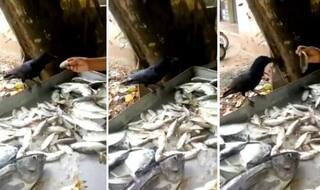 Viral Video: Kerala Crow Bargains With Fishmonger Until it Gets a Bigger Fish it Wanted