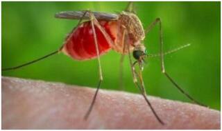 Assam: Japanese Encephalitis Takes 49 Lives; Leaves of Doctors, Paramedic Kept on Hold Till Sept 30