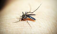 Bangladesh Hit by 'Worst Dengue Outbreak on Record'