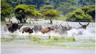Assam Floods: Water Level Unchanged in Last 24 Hours, Over 21 Lakh Population Still Affected