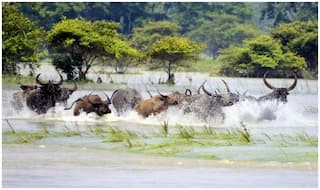Flood In Assam: असम के 25 जिले बाढ़ की चपेट में, अब तक 22 लोगों की मौत