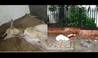 Anushka Sharma, Sonam Kapoor Report Cruelty Against Dog in Mumbai Society, The Bombay Animal Rights Calls For Protest