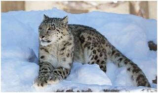 VIDEO: उत्तराखंड के गंगोत्री राष्ट्रीय उद्यान में देखा गया हिम तेंदुआ