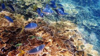 Health Outlook of Great Barrier Reef Downgraded to 'Very Poor'