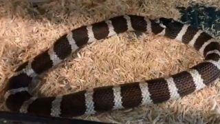 Bizarre! Hungry Kingsnake Swallows Half of Itself Thinking It's Another Snake, Gets Rescued