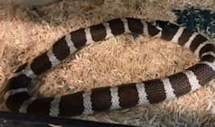 Bizarre! Hungry Kingsnake Swallows Half of Itself Thinking It's Another Snake, Gets Rescued
