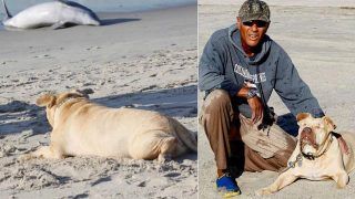 Blind Pit Bull Dog Tries to Help Dead Dolphin Washed up on a Beach in The US