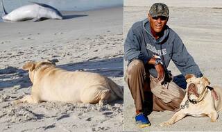 Blind Pit Bull Dog Tries to Help Dead Dolphin Washed up on a Beach in The US