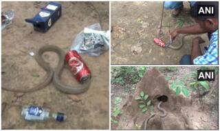 बियर की कैन में फंसा कोबरा का मुंह, लोगों ने रेस्क्यू कर कुछ इस तरह बचाई जान
