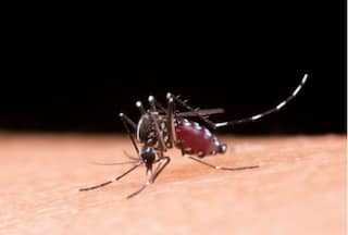 How to Prevent Risk of Mosquito Borne Disease For School-Going Kids? 5 Tip to Follow