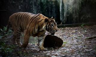 Bengaluru: Man-eating Tiger on Loose; Drones, Elephants Deployed to Trace it