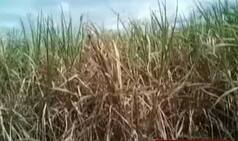 Rajasthan To Give Rs 20,000 Crore Of Crop Loans Next Year