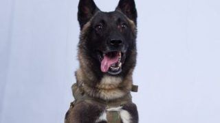 Man Files Complaint Against Couple for Chopping Off Pet Dog's Genital