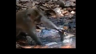 Monkey Tries to Fix Leaking Pipe With Dry Leaves, Video Goes Viral | Watch