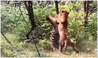 Viral Video: Two Tigers Fight Brutally Over a Tigress in Ranthambore National Park