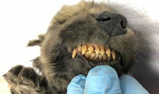 Scientists Are Confused Whether This 18,000-Year-Old Frozen Animal is Dog or Wolf
