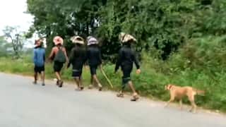 Watch | Stray Dog Follows 13 Devotees to Sabarimala, Walks 480 Kms and Counting