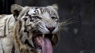Seer Says Tiger As National Animal is Reason Behind Increase in Terrorism and Twitter Has a Hearty Laugh