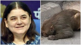 Netizens Laud Maneka Gandhi After She Comes to the Rescue of An Injured Monkey