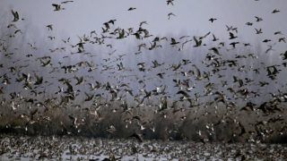 Thousands Of Migratory Birds Die Mysteriously In Rajasthan’s Sambhar Lake, Locals Baffled
