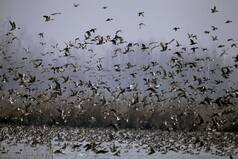 Bird Flu Returns in Himachal Pradesh, Over 100 Birds Found Dead