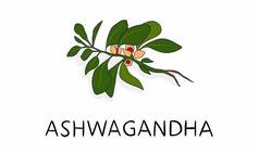 Want to Bid Adieu to Stress And Anxiety? Use Ashwagandha