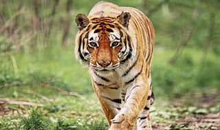 Walk of Freedom Amid Lockdown: After Leopard, Another Big Cat Strays Into UP Village, Tiger Leaves 5 Injured