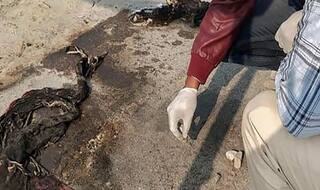 Unnao Rape Victim, Who Was Set on Fire by Five Men, Dies at Delhi's Safdarjung Hospital