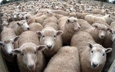 Sheep in Ireland Become Sexually Overactive After Drinking Water Contaminated With Viagra