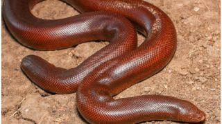 Red Sand Boa Snake Worth Rs 1.25 Crore Rescued In Madhya Pradesh