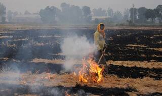 पराली जलाने को रोकने में नाकाम रहने पर उत्तर प्रदेश के 26 जिलाधिकारियों को नोटिस
