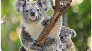 Australia May Declare Koalas as 'Endangered' after Bushfire Crisis, Announces $76 Million Fund for Trauma-hit