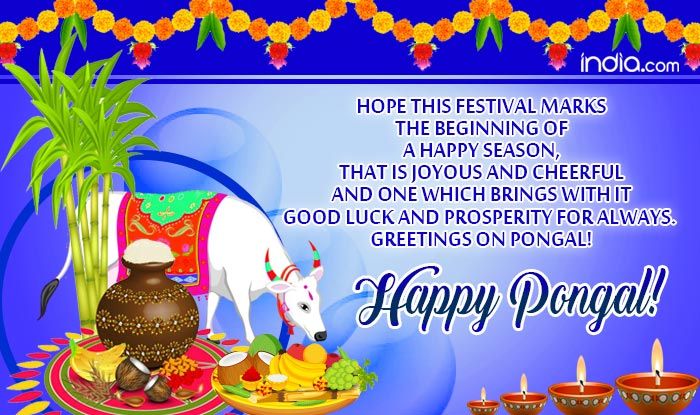 Happy Pongal 2020 Here Are Best Pongal Whatsapp Messages