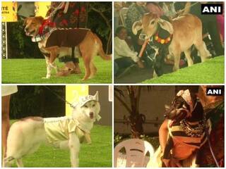 Dressed Up Pets Walk the Ramp, Take Part in Chennai Pet Fashion Show