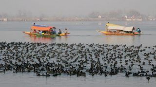 Over 80 Migratory Birds Found Dead in Rajasthan, Experts Suspect Ranikhet Disease to be The Reason