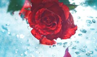 World Rose Day 2020: Know the History, Significance of This Day