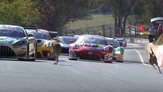 WATCH: Spectacular Scenes as Two Kangaroos Interrupt Bathurst 12-Hour Endurance Race in Australia