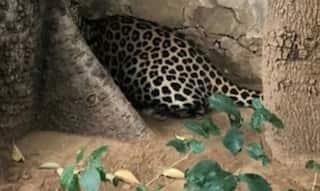 Forest Officials Catch Leopard After It Creates Panic At Udaipur City Palace