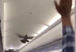 Watch | Pigeon Spotted Flying Inside GoAir Plane, Take-Off Delayed By 30 Minutes