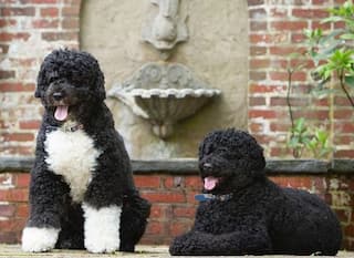 Michelle Obama Shares Adorable Picture of Bo and Sunny on Love Your Pet Day