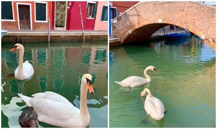 Unexpected Side Effect: Air Becomes Cleaner, Swans Return to ...