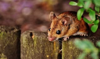 Breaking News: After Coronavirus, Hantavirus Killed a Person in China; Here is All You Need to Know About This Pathogen