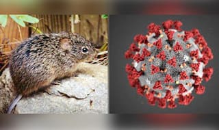 Hantavirus vs Coronavirus: Which One is More Deadly?