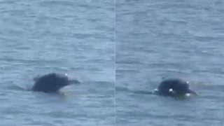 Entertainment News Today, March 22: Juhi Chawla Posts Video of Dolphins Returning to Mumbai Sea as Coronavirus Shutdown Leads to Better Environment