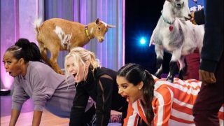 Trending News Today March 04, 2020: Lilly Singh's 'Goat Yoga' is The Most Hilarious Thing on Internet Today! Check Videos